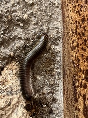 Anadenobolus monilicornis