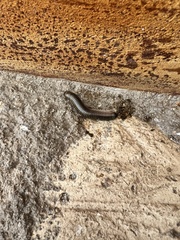 Anadenobolus monilicornis