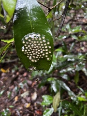 Natalobatrachus bonebergi