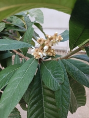 Eriobotrya japonica