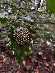 Natalobatrachus bonebergi