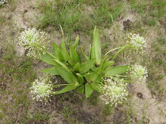 Schizocarphus nervosus