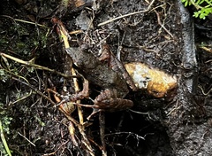 Natalobatrachus bonebergi