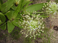 Schizocarphus nervosus