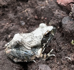 Tomopterna natalensis