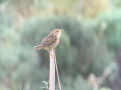 Cistothorus platensis