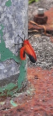 Phauda mimica