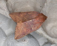 Thyas juno