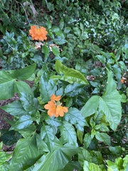 Crossandra