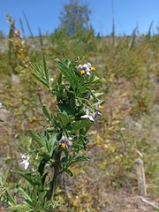 Solanum valdiviense