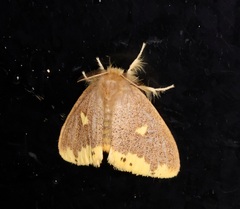 Euproctis quadrangularis