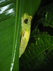 Boana rufitela