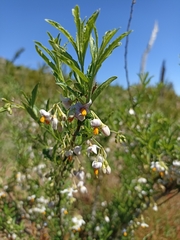 Solanum valdiviense