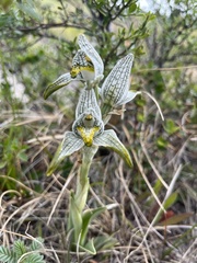 Chloraea magellanica