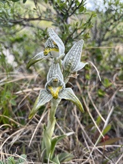 Chloraea magellanica
