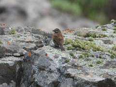Emberiza capensis