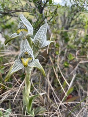 Chloraea magellanica