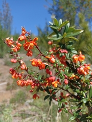 Berberis trigona