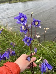 Aquilegia vulgaris