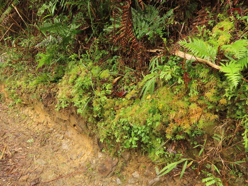 Image of Sphagnum junghuhnianum by (c) chiuluan, some rights reserved (CC BY)