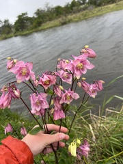 Aquilegia vulgaris