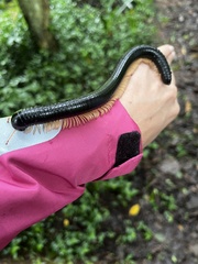 Archispirostreptus gigas