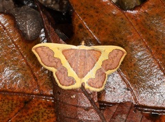 Plutodes transmutata
