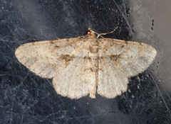 Psilalcis galsworthyi