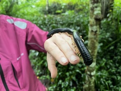 Archispirostreptus gigas