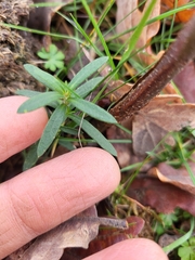 Arenaria montana