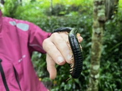 Archispirostreptus gigas