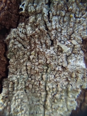Lecanora hybocarpa