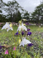 Aquilegia vulgaris