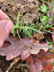 Arenaria montana