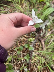 Codonorchis lessonii