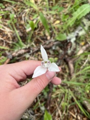 Codonorchis lessonii