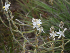 Chlorophytum cooperi