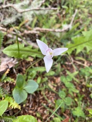 Codonorchis lessonii