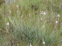 Chlorophytum cooperi