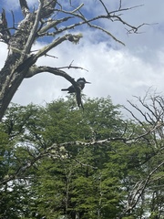 Megaceryle torquata stellata