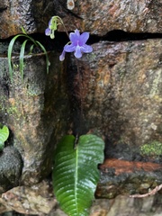 Streptocarpus
