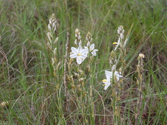 Chlorophytum cooperi