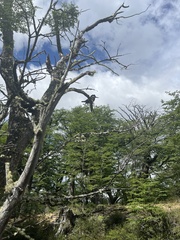 Megaceryle torquata stellata