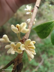 Osmanthus fragrans