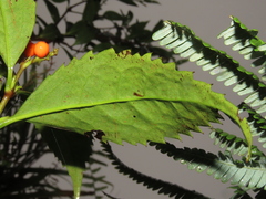 Sarcandra glabra