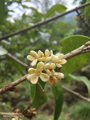 Osmanthus fragrans