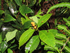 Sarcandra glabra