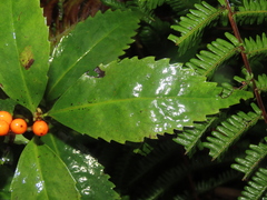 Sarcandra glabra