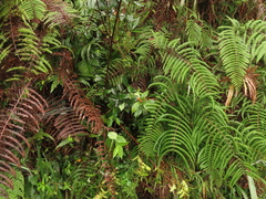 Sarcandra glabra