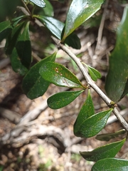 Berberis valdiviana